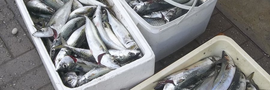 Makriel het â€˜n slaggie lekker gebyt en heelwat is gevang. 